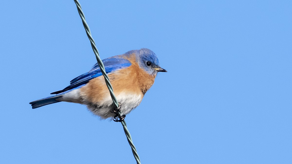 Eastern Bluebird - ML650979467