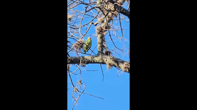 Lilac-crowned Amazon - ML650979500