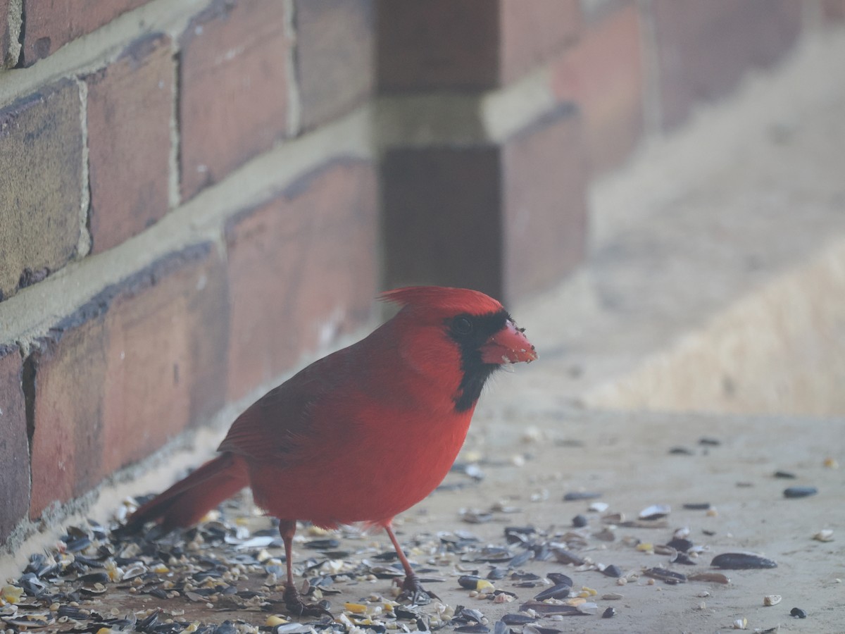 Northern Cardinal - ML650979607