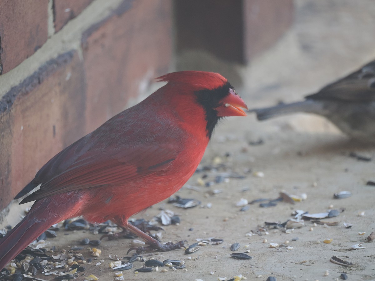 Northern Cardinal - ML650979608
