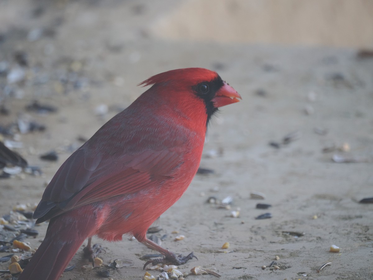 Northern Cardinal - ML650979609