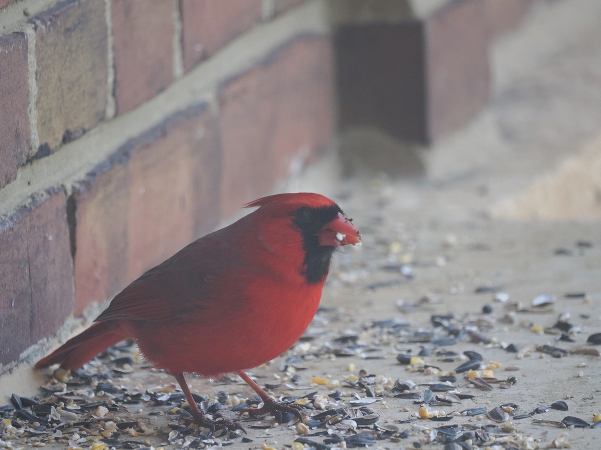 Northern Cardinal - ML650979610