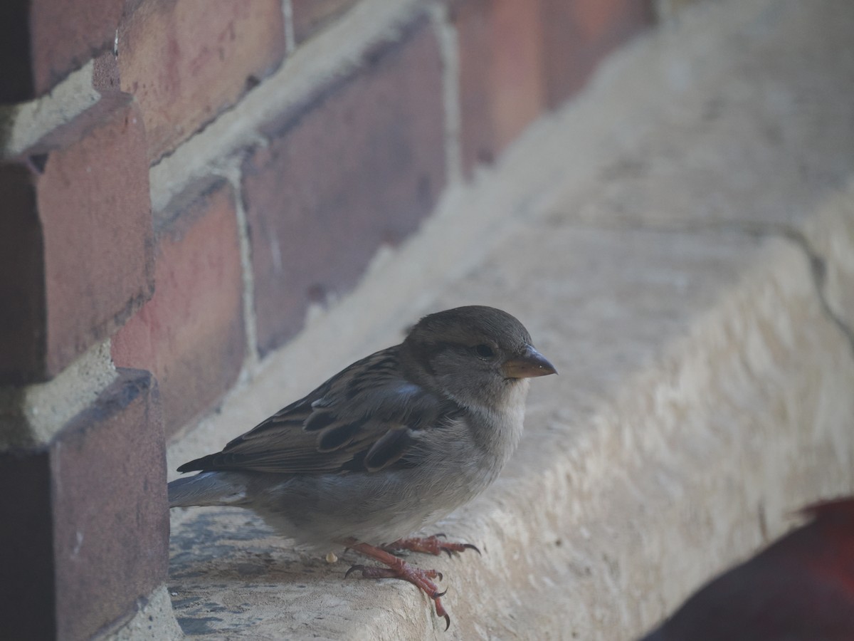 House Sparrow - ML650979632