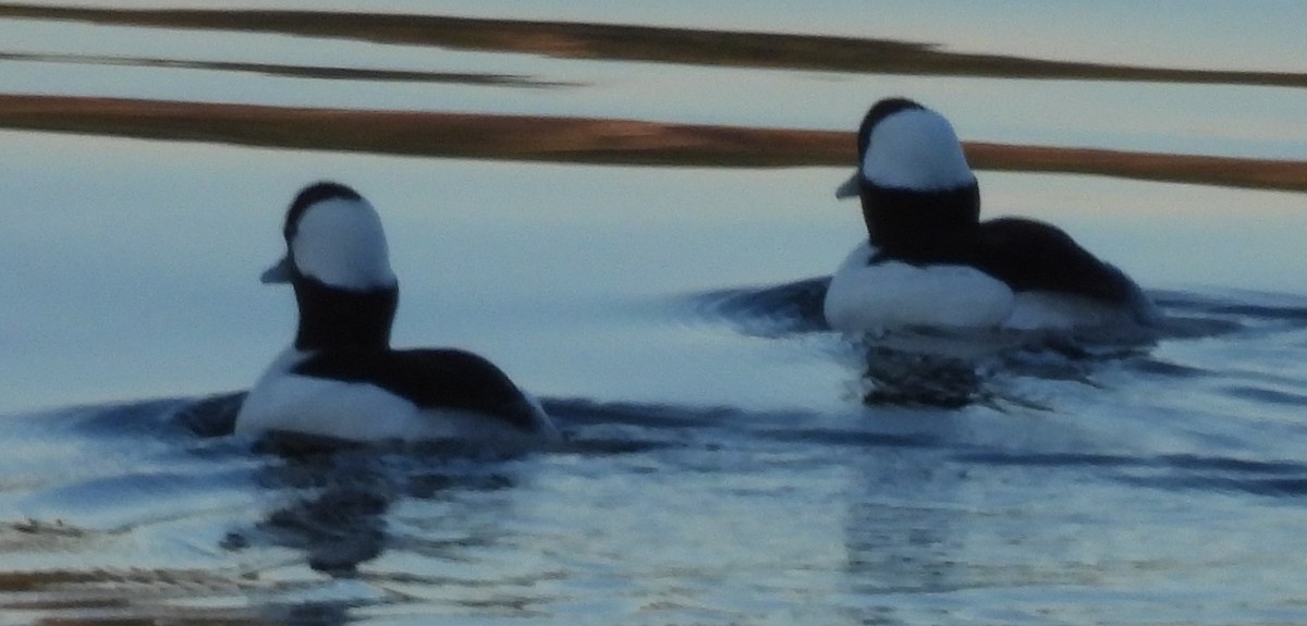 Murgilari buruzuria - ML650979966