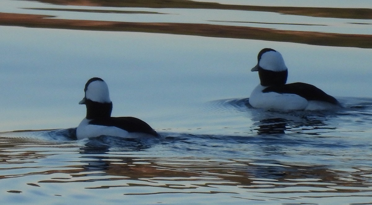 Murgilari buruzuria - ML650979967