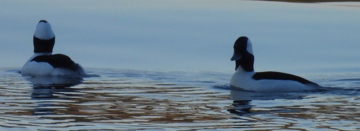 Murgilari buruzuria - ML650979970