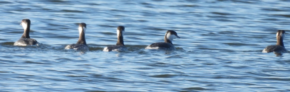 Txilinporta urrebelarria - ML650980077