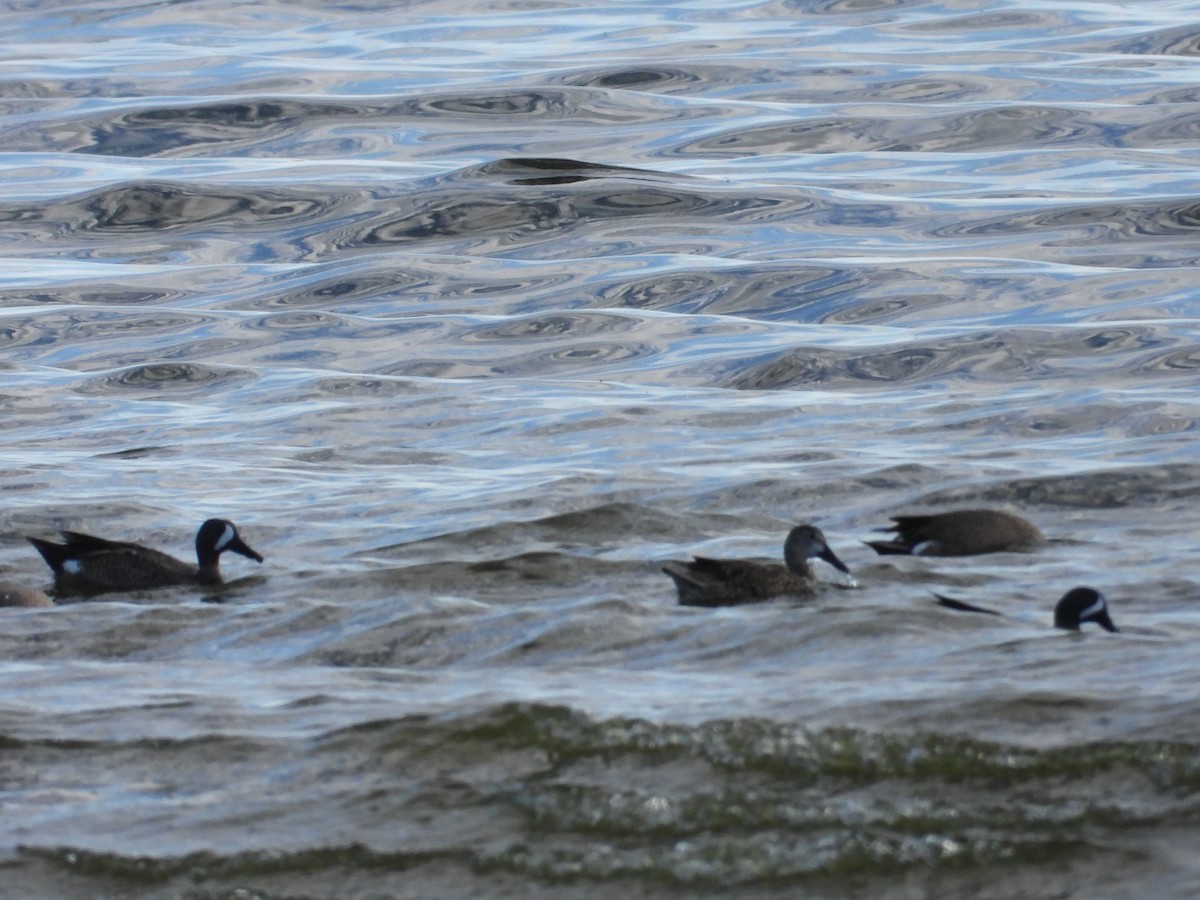 Blue-winged Teal - ML650980113
