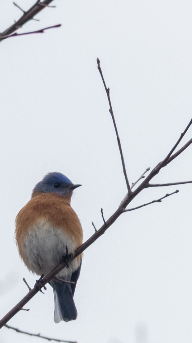 Eastern Bluebird - ML650980141