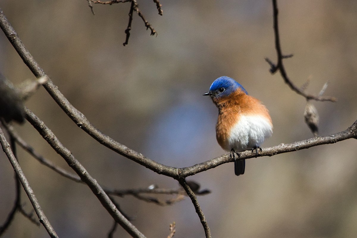 Eastern Bluebird - ML650980274