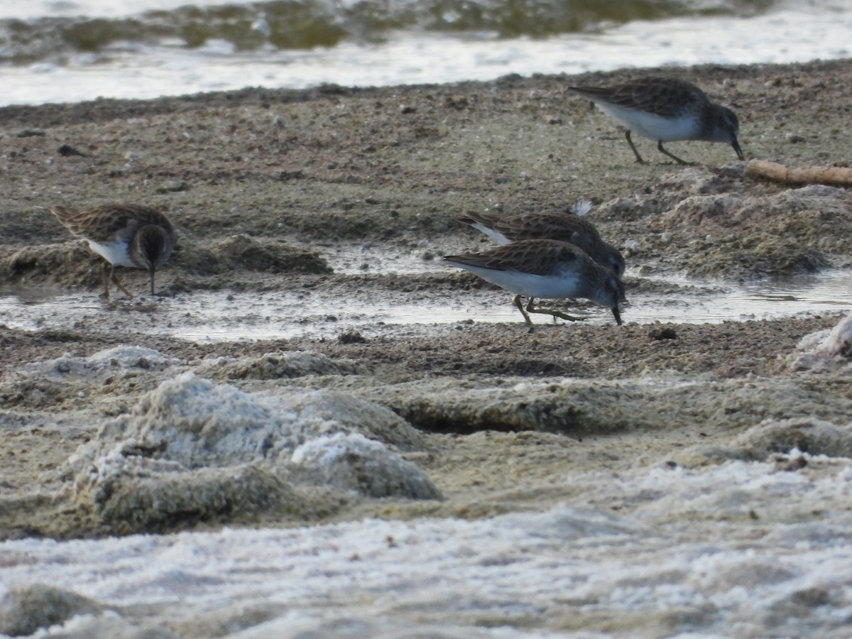 Least Sandpiper - ML650980301