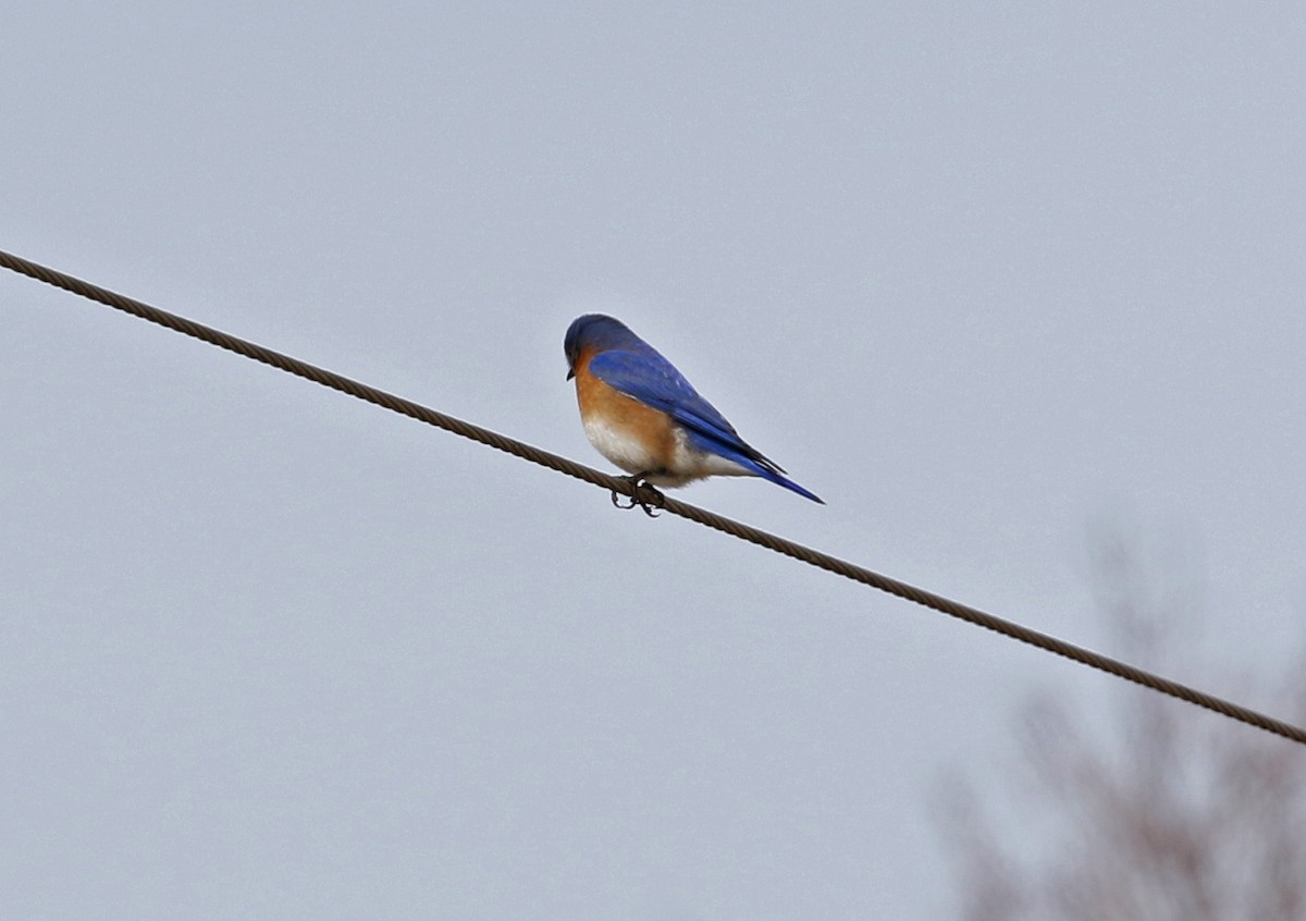 Eastern Bluebird - ML650980342