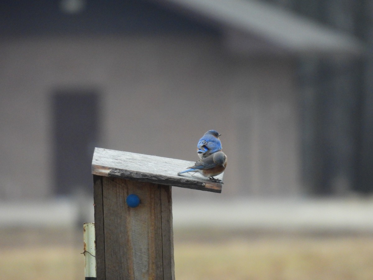 Eastern Bluebird - ML650980414
