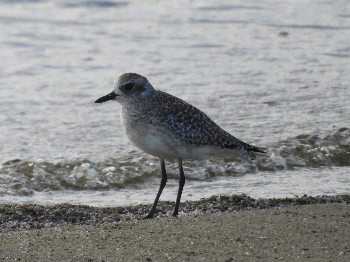 灰斑鴴 - ML650980415