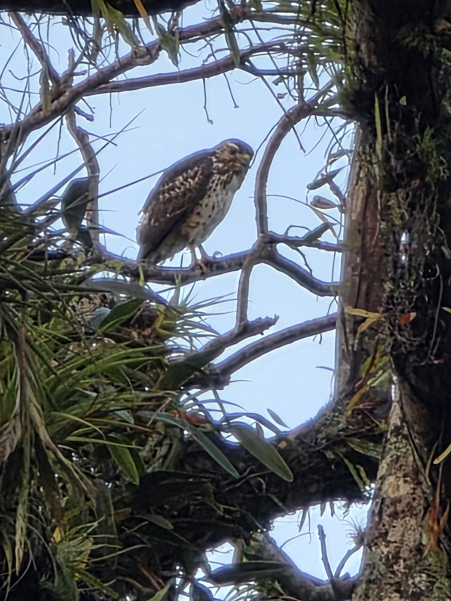 Broad-winged Hawk - ML650980582