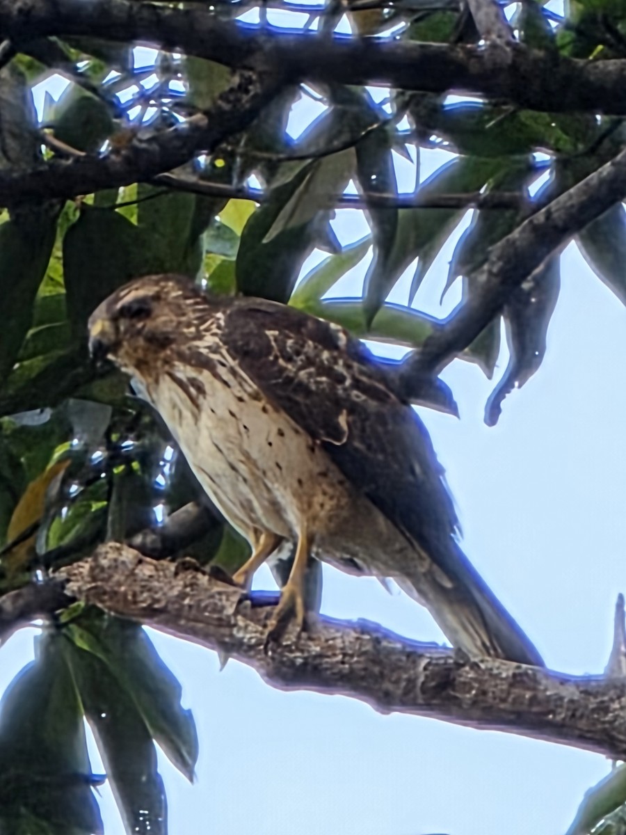 Broad-winged Hawk - ML650980593