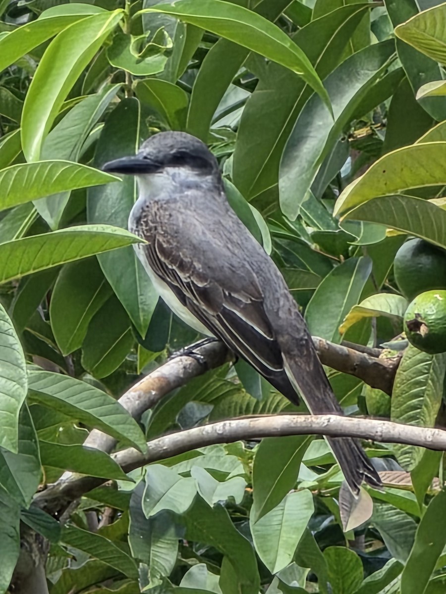 Gray Kingbird - ML650980627