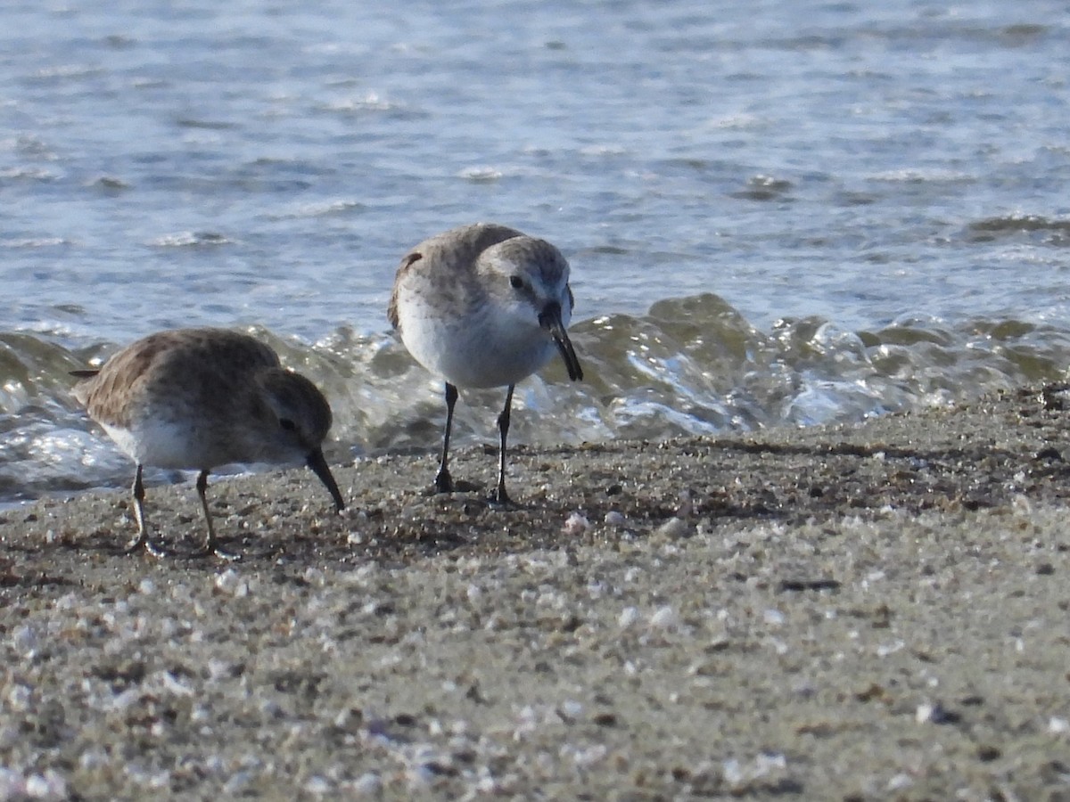 西濱鷸 - ML650980720