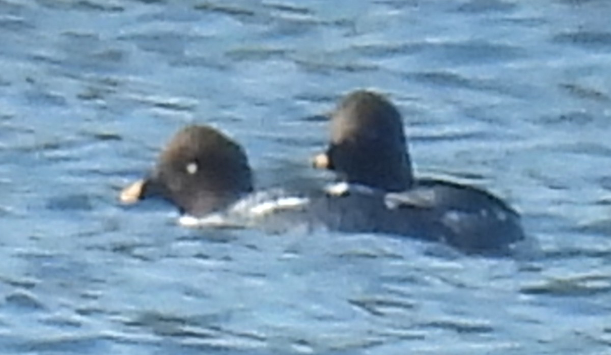 Murgilari urrebegia - ML650980823