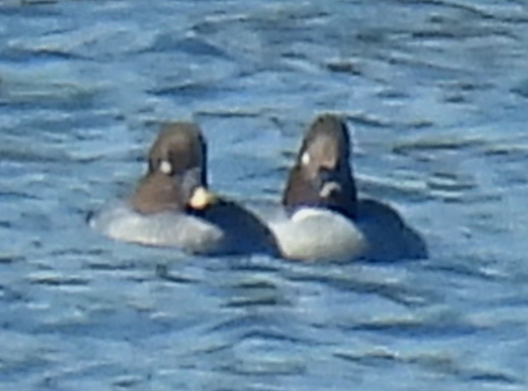 Murgilari urrebegia - ML650980824