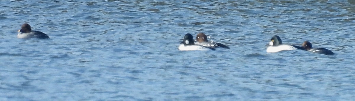 Murgilari urrebegia - ML650980825