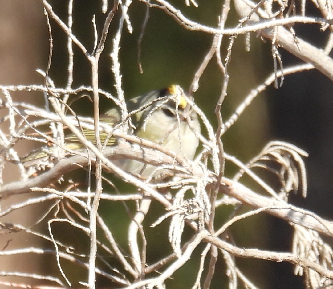 Erregetxo amerikarra - ML650981028