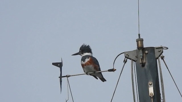 שלדג אמריקני - ML650981140