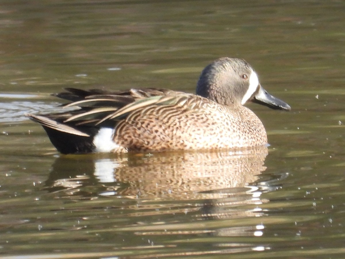 Blue-winged Teal - ML650981186