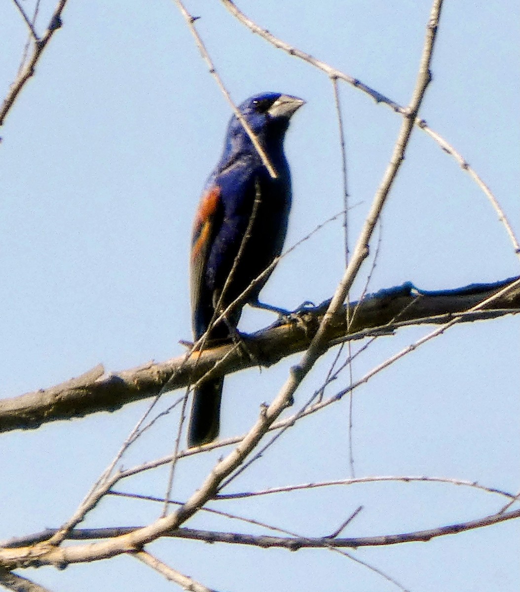 Blue Grosbeak - ML650981275