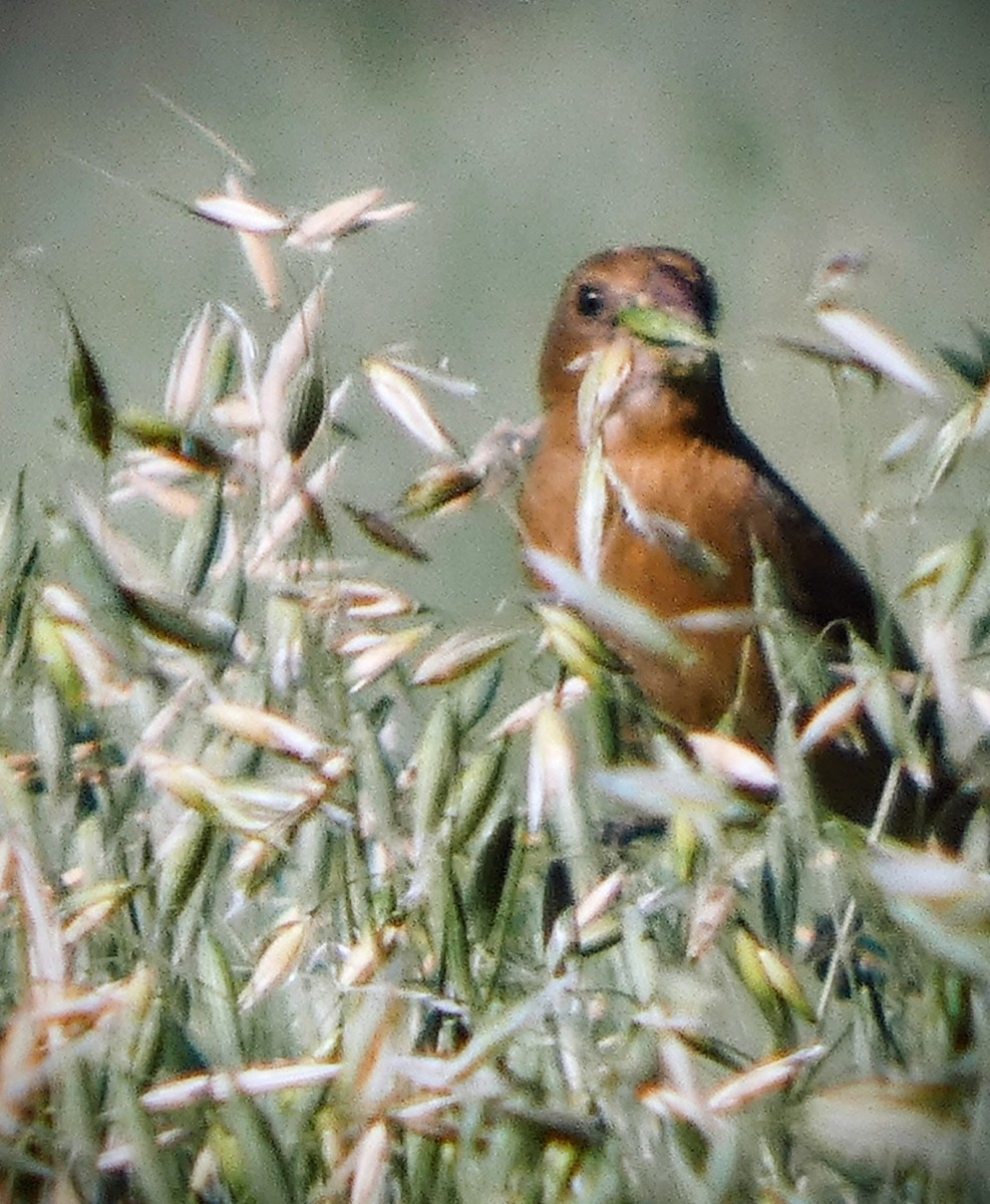 Blue Grosbeak - ML650981276