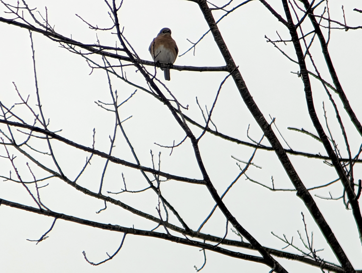 Eastern Bluebird - ML650981304