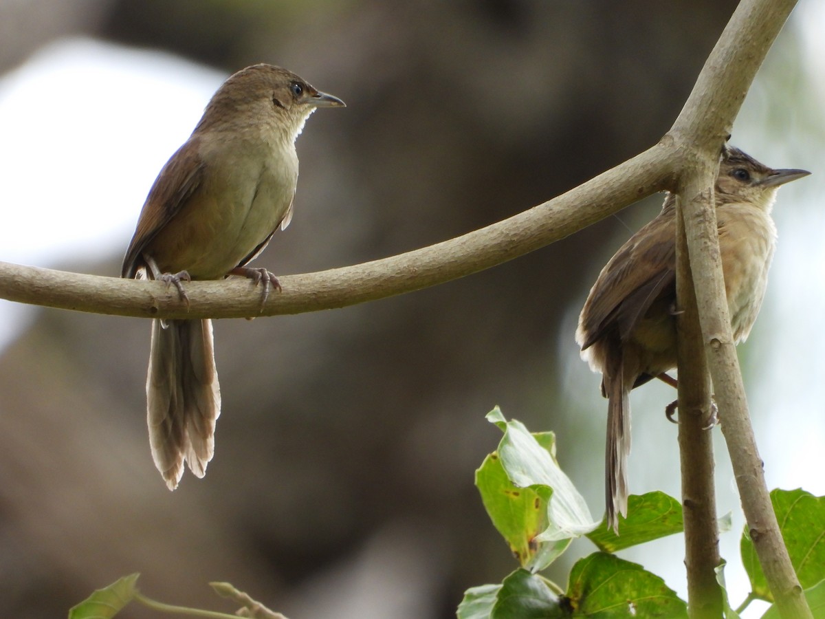 Plain Thornbird - ML650981423