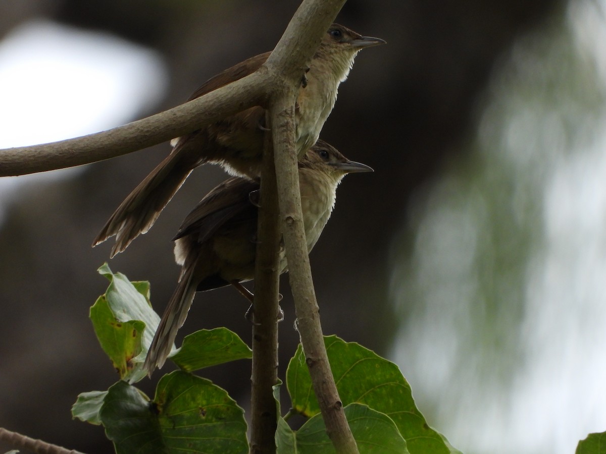 Plain Thornbird - ML650981468