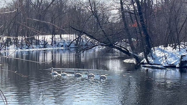 コブハクチョウ - ML650981733