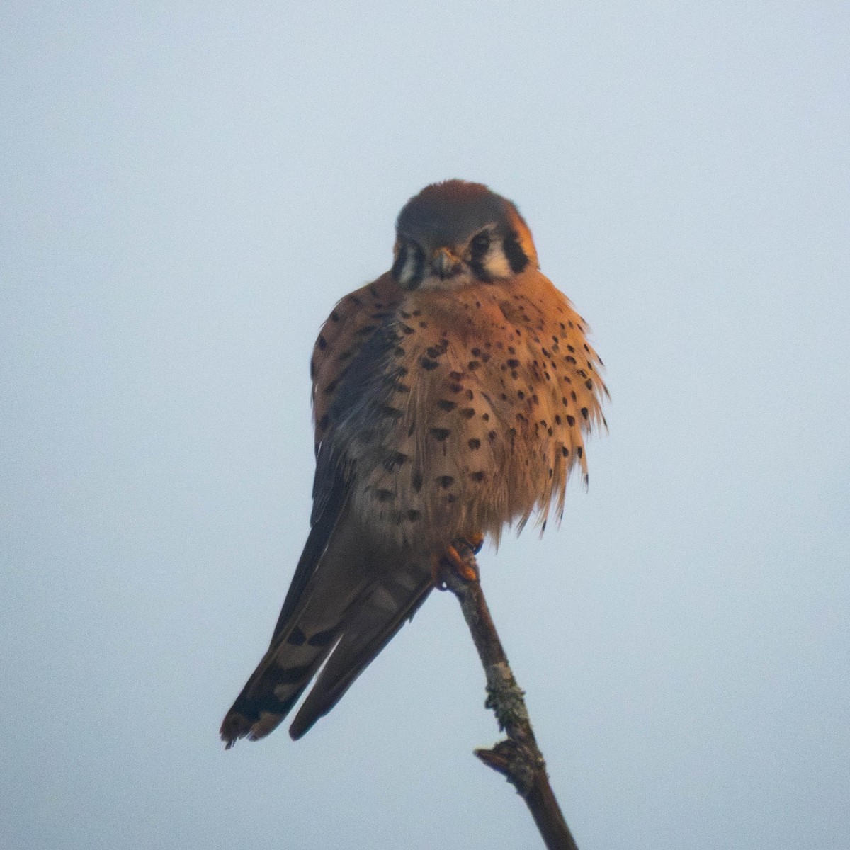 Боривітер американський - ML650981796