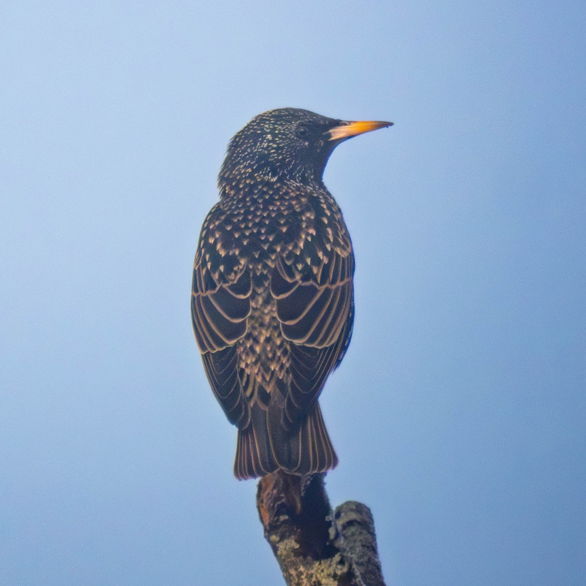 Шпак звичайний - ML650981801