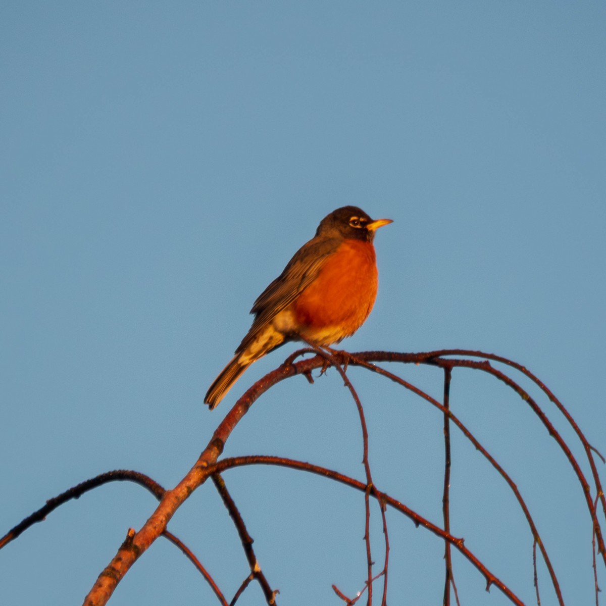 Дрізд мандрівний - ML650981804