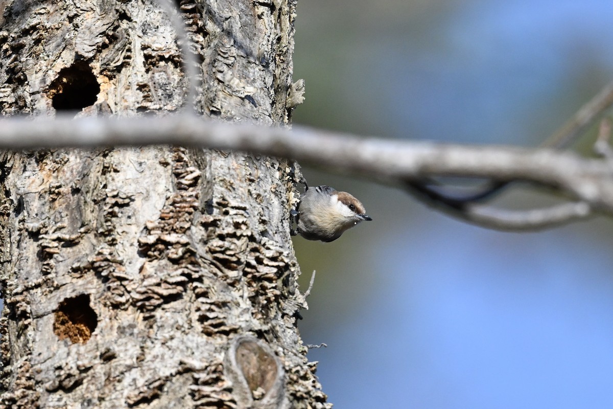 Boz Başlı Sıvacı - ML650981807