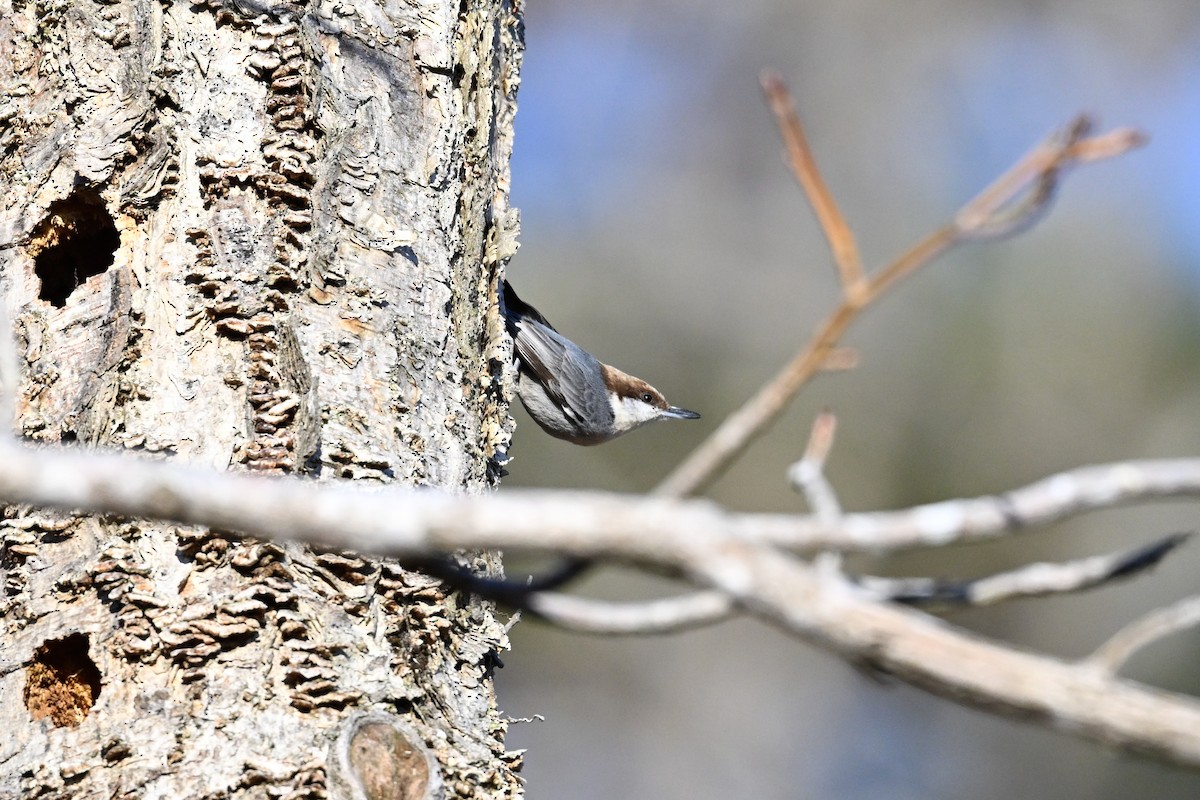 Boz Başlı Sıvacı - ML650981809