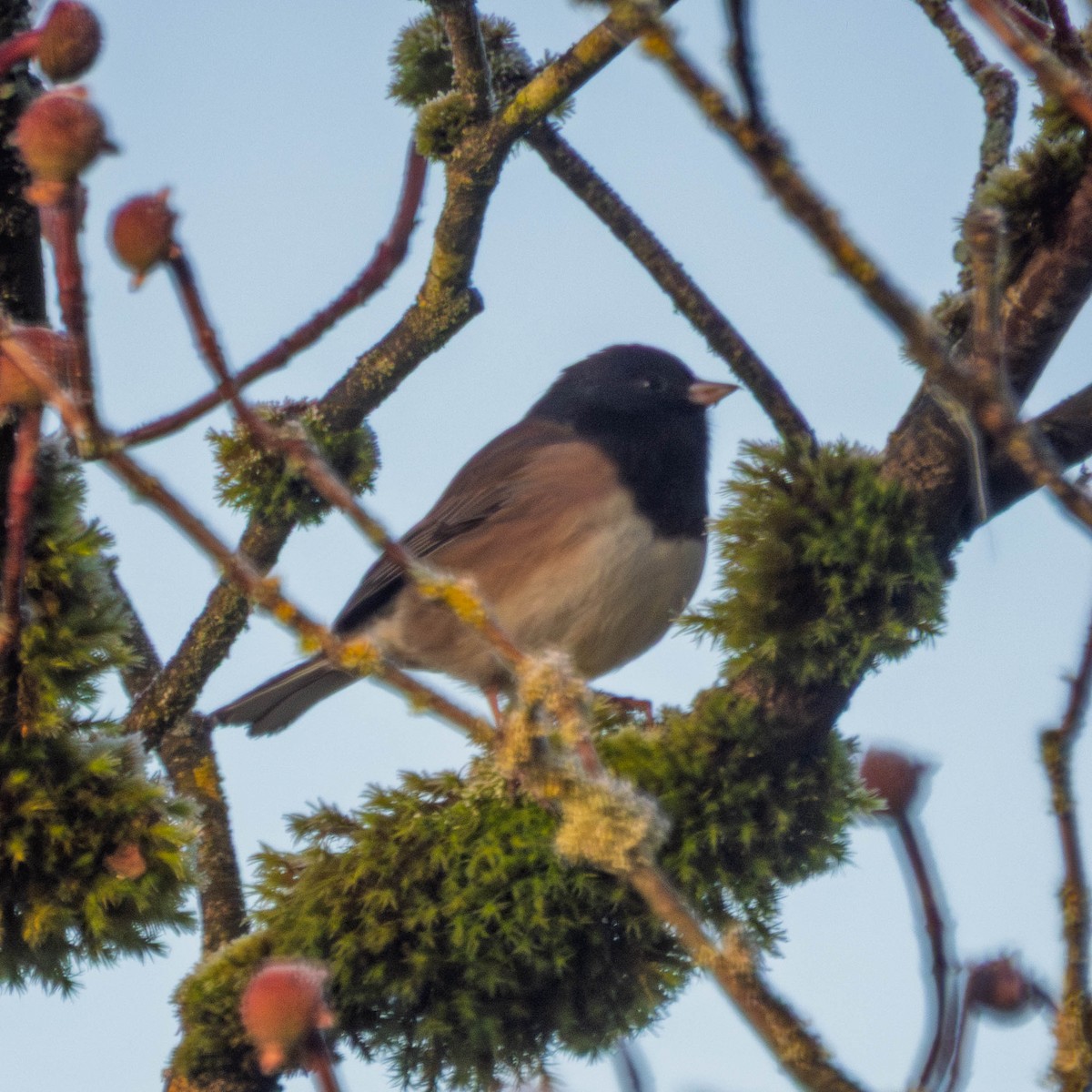 Юнко сірий - ML650981813