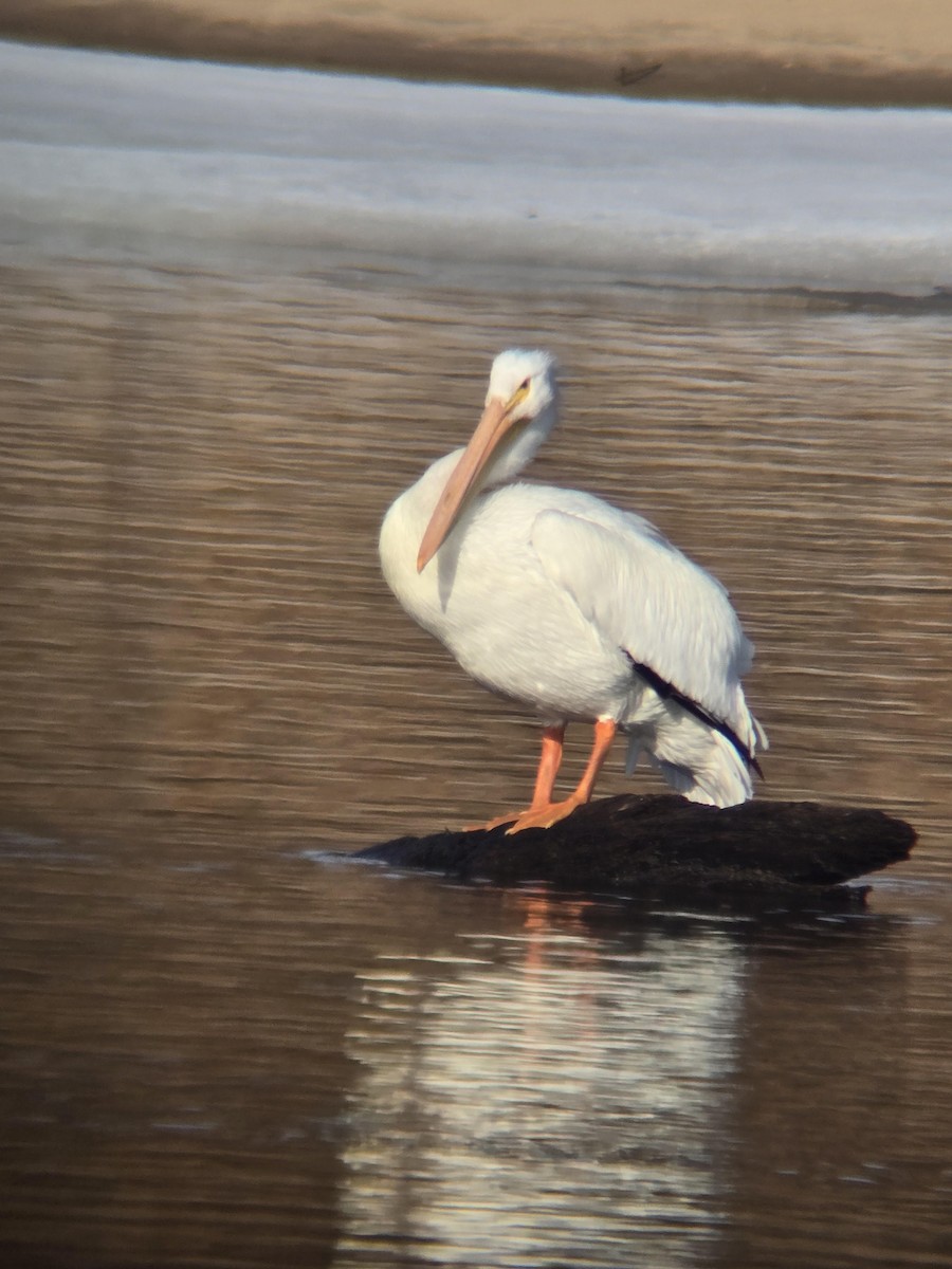 Amerika Pelikanı - ML650981851