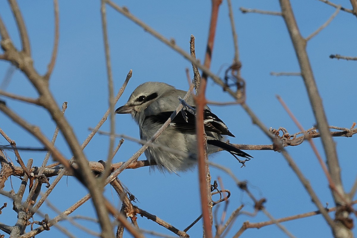 Pie-grièche boréale - ML650982003