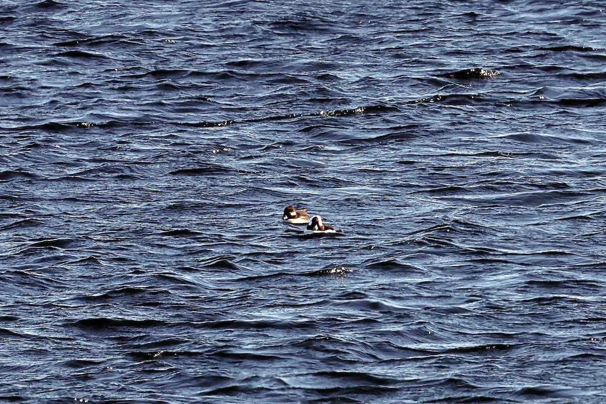 Petit Garrot - ML650982048