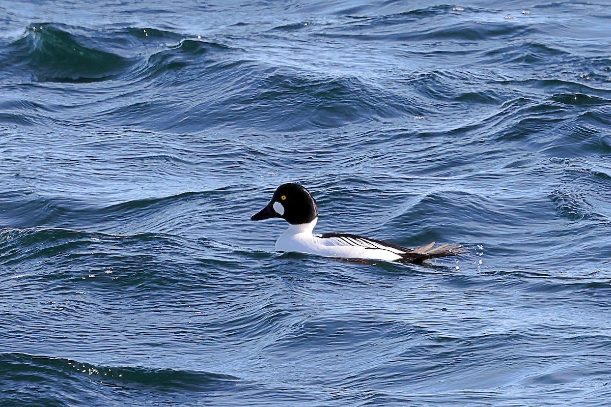 Garrot à oeil d'or - ML650982067