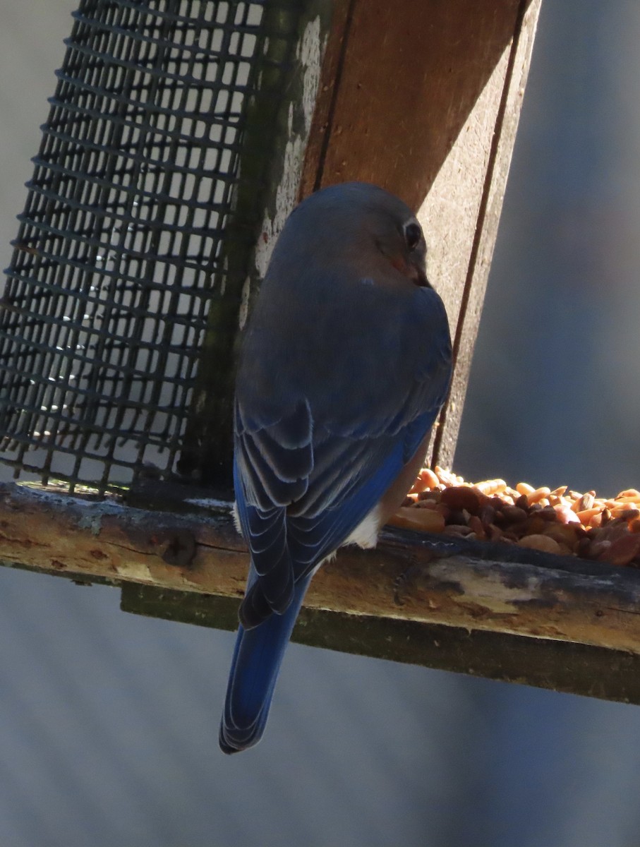 Eastern Bluebird - ML650982138