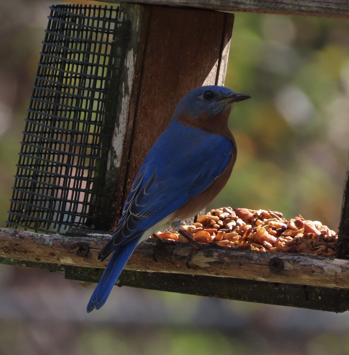 Eastern Bluebird - ML650982139
