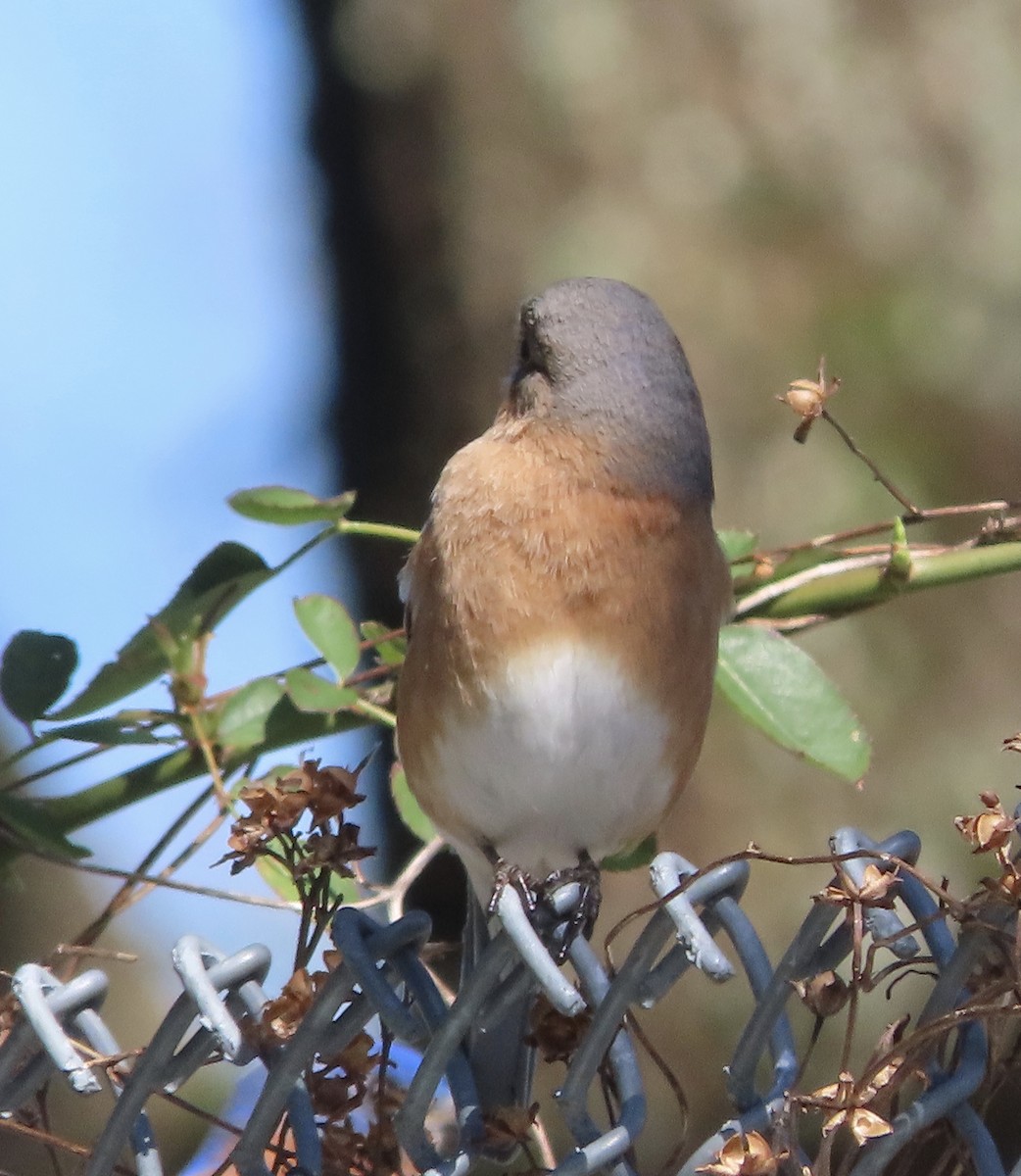 Eastern Bluebird - ML650982140