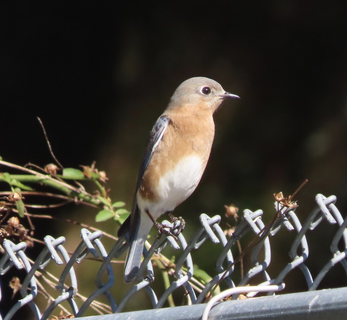 Eastern Bluebird - ML650982141