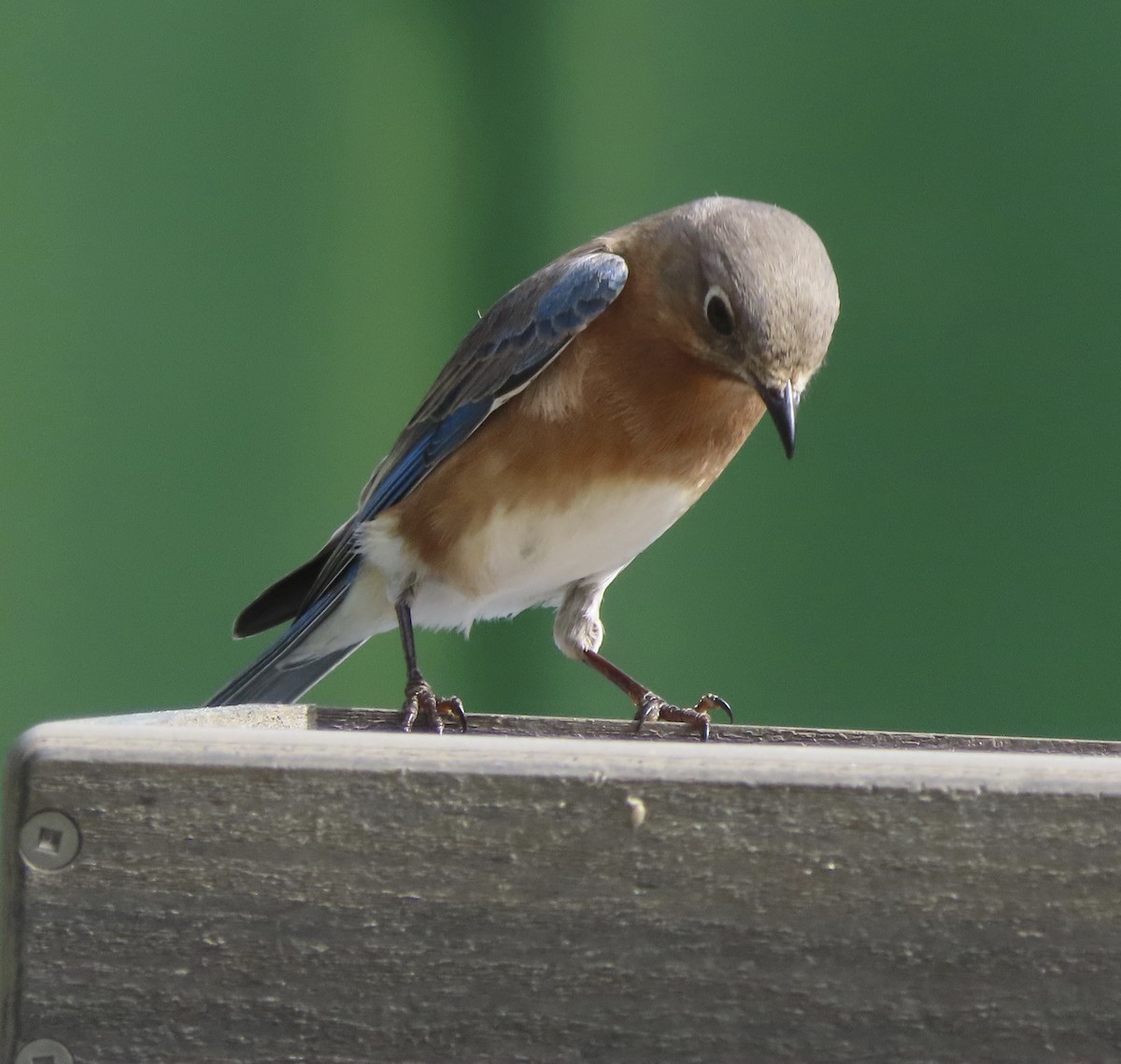 Eastern Bluebird - ML650982142