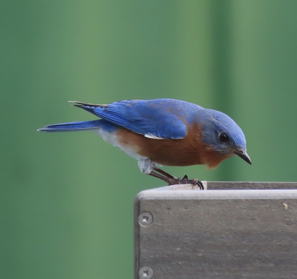 Eastern Bluebird - ML650982143